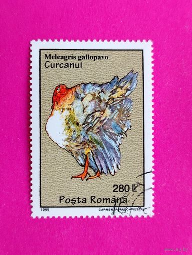 Румыния. Птицы. ( 1 марка ) 1995 года. 5-6.