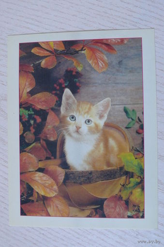 Котята; ~1990-е, чистая, МФЦП, Беларусь.