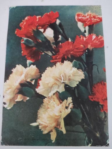 Открытка "Гвоздики" на бел.языке, фото А.и М.Ананьиных, 1965г.