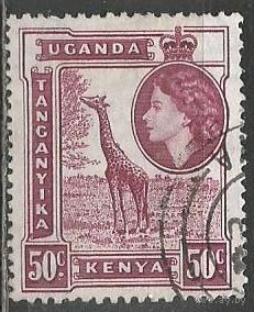 Кения Уганда и Танганьика. Королева Елизавета II. Жираф. 1954г. Mi#98.
