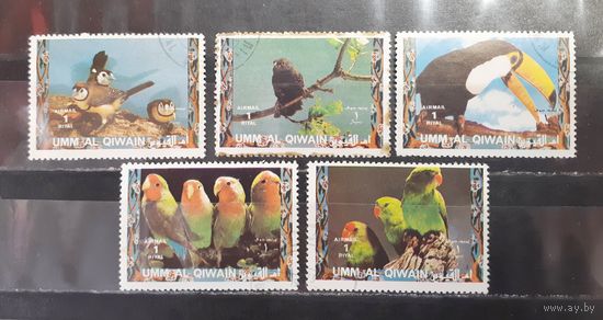 Ум-эль-Кувайн. Фауна. Птицы (1253)