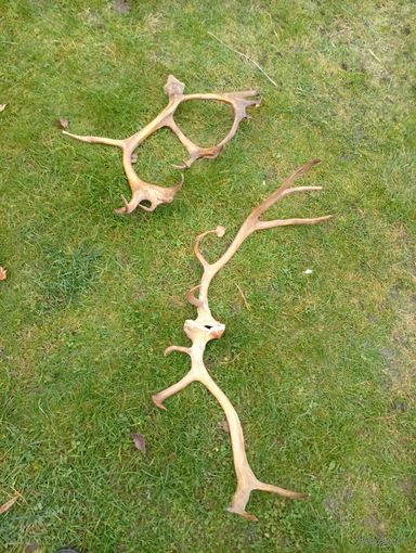 "Рога северного оленя"общий вес 1кг300гр!