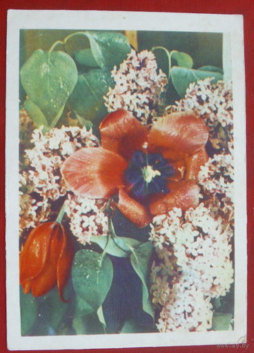 Сирень и тюльпаны. Чистая. 1967 года. Минск. 1579.