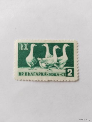 Болгария 1955  гуси