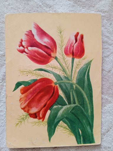 Зеленов. Тюльпаны