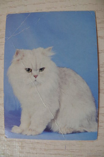 Календарик, 2001, Кошка.