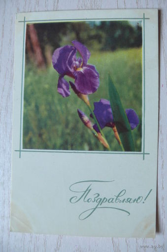 Королев Ю., Поздравляю! 1966, подписана.