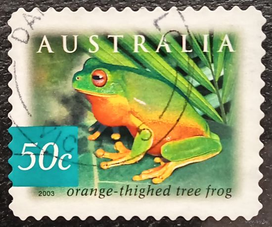 Австралия 2003. Фауна. Лягушка. Orange-thighed tree frog