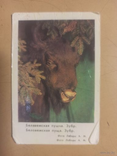 Календарь зубр