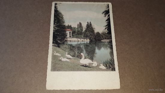 Лебеди парк виды Германия 1948