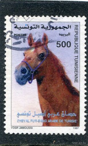 Тунис. Породы лошадей