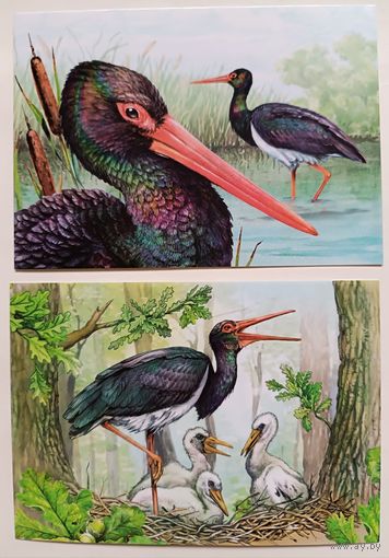 Черный аист. Открытки, глянец