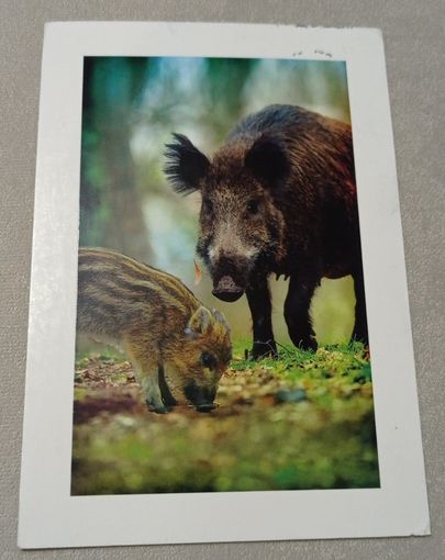 Посткроссинг. Открытка из Нидерландов: кабаны  (10х15). Прошла почту. Художественные марки.