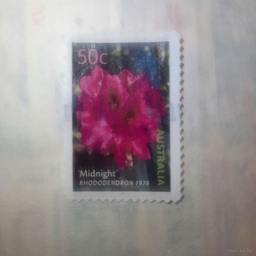 Австралия 2003. Флора. Рододендрон