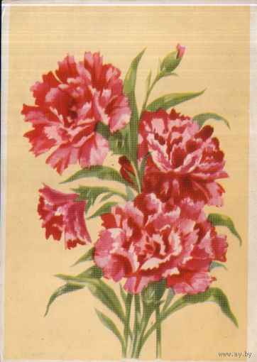 Подписанная открытка 1960-ых гг. БССР "Гвоздика" худ. В. Зеленов