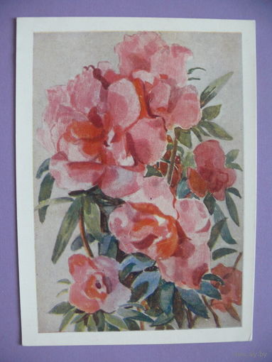 Астапова Д., Цветы, 1958, подписана.