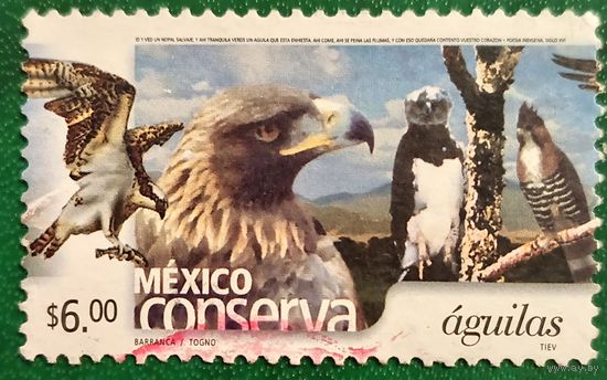 Мексика. Фауна. Птицы. Орлы