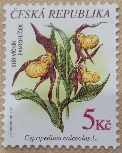 Чехия. Флора. Cypripedium calceolus