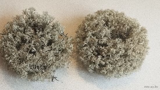 Мох сушеный для творчества