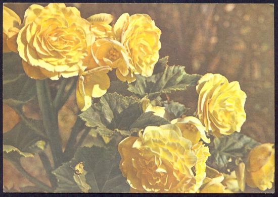 СССР ДМПК 1975 Бегония клубневая