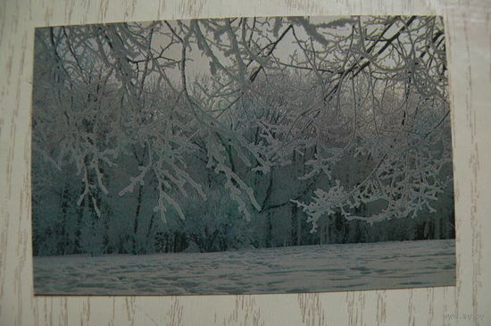 Календарик, 1989, Природа.