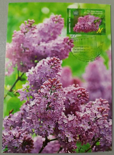 Картмаксимум "Сирень"