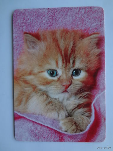 Календарик 1997 г. Котенок.