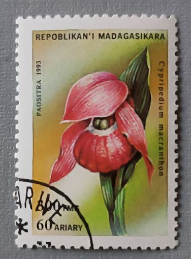 Цветок. Мадагаскар, 1993