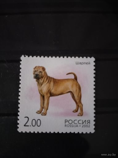 Россия 2002  шарпей