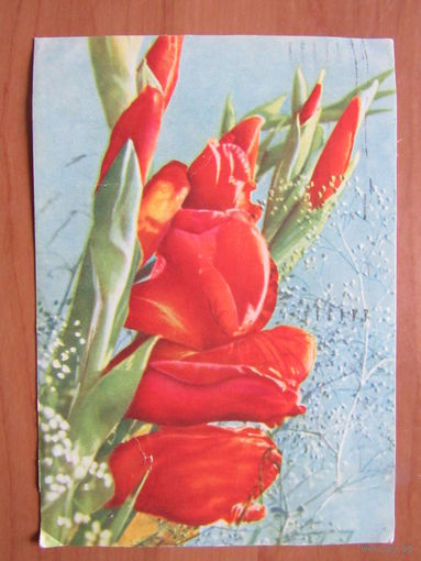 1965 год Т.Ананьина Гладиолусы