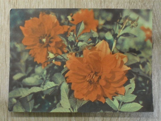 ПОДПИСАННАЯ ОТКРЫТКА СССР. "ГЕОРГИНЫ" фото. С. ТОМИЛИНА. 1968 год.