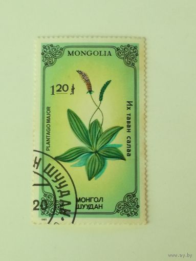 Монголия 1985. Флора. Растения.