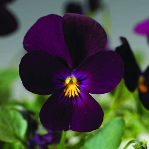 Виола ампельная Endurio F1 Pure Violet