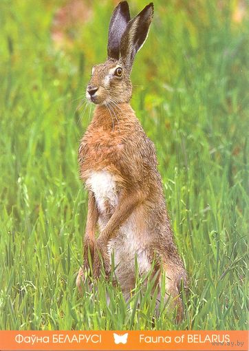 Фауна Беларуси: заяц-русак, тираж 4000 экз., чистая, 2016