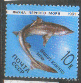 Заг. 6216. 1991. Колючая акула катран. Чист.
