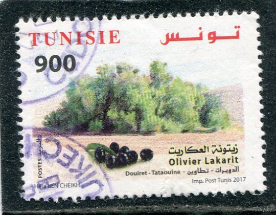 Тунис. Оливковое дерево