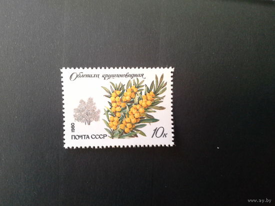 Ссср 1980. Облепиха.