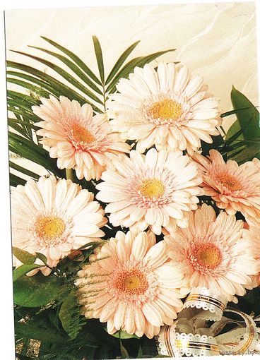 Беларусь Почтовая карточка без в/д