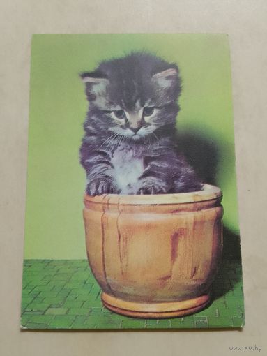 Карманный календарик. Котик. 1998 год