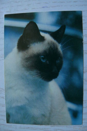 Календарик, 1993, Кошки.