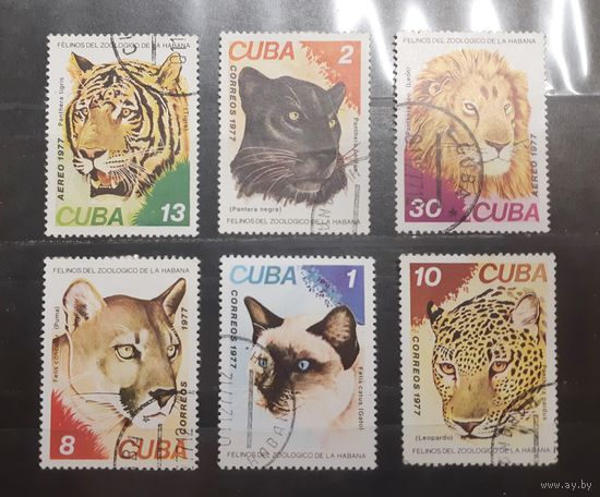 Куба. 1977 год. Фауна. Дикие кошки (707)