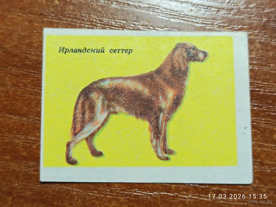 Спичечная этикетка Ирландский сеттер