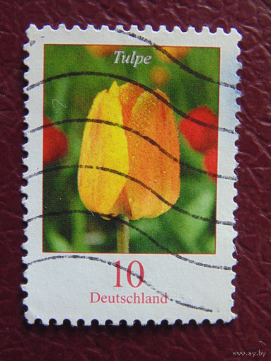 Германия. Цветы.