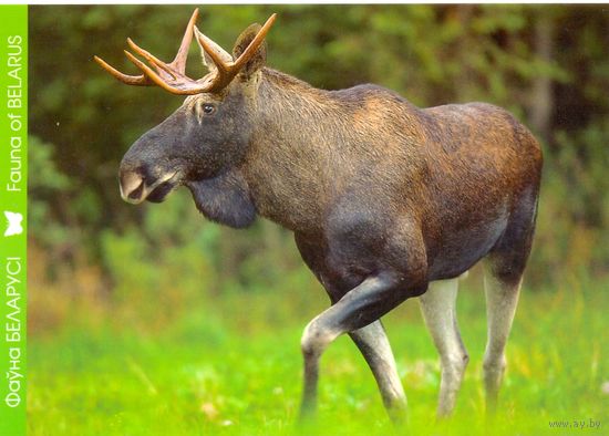 Фауна Беларуси:лось, тираж 2000 экз., чистая, 2014