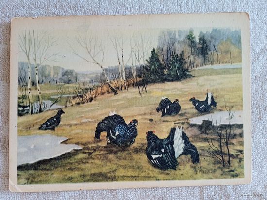 1954. Полюшенко. Весна. Тетеревиный ток