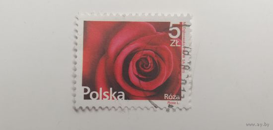 Польша 2015. Роза