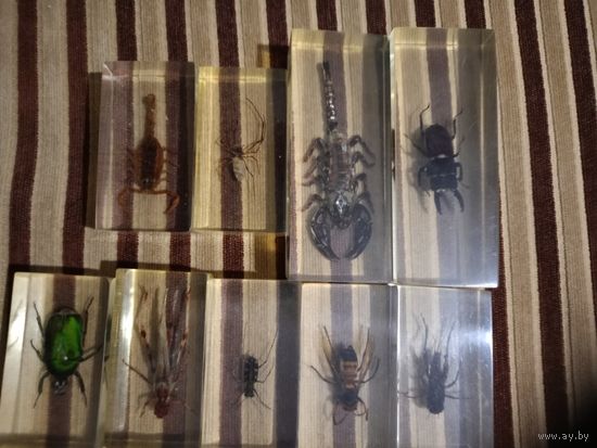 Жуки в смоле