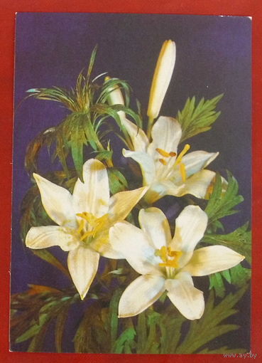 Цветы. Чистая. 1989 года. Дергилева. #92.