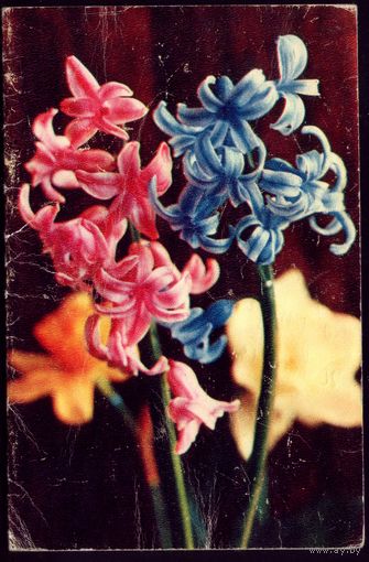 1972 год Г.Костенко С днём рождения!