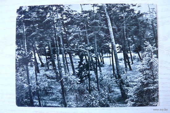 Прибалтика, Литовская ССР, Паланга; 1965, чистая.